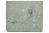 Fossil Crinoid (Dizygocrinus) - Crawfordsville, Indiana #291792-1